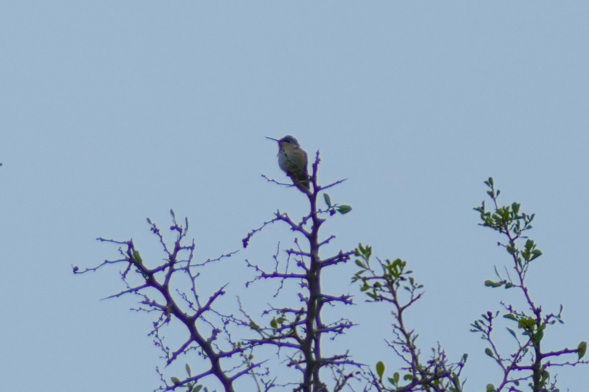Calliope Hummingbird - ML286281431