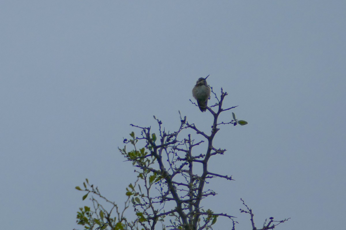 Calliope Hummingbird - ML286281521