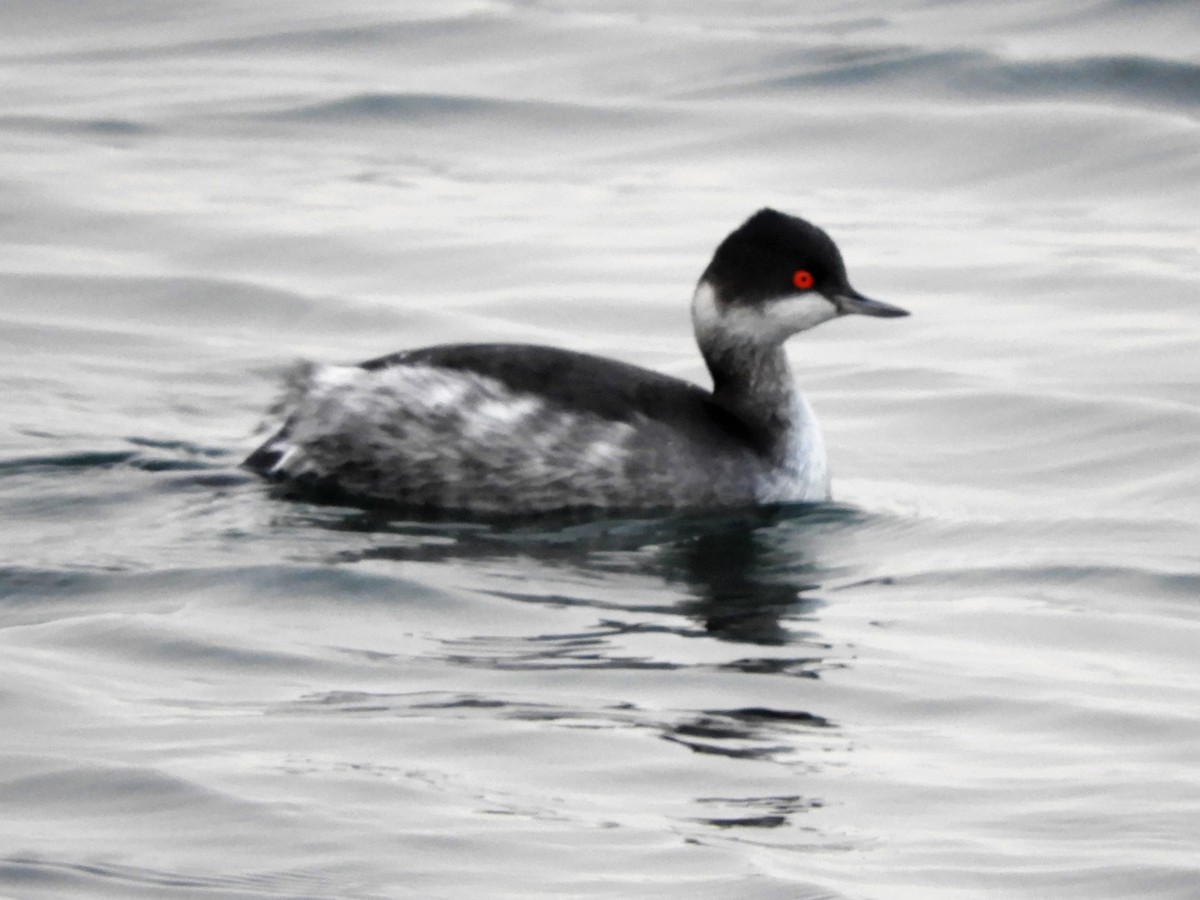 Eared Grebe - Silas Brown