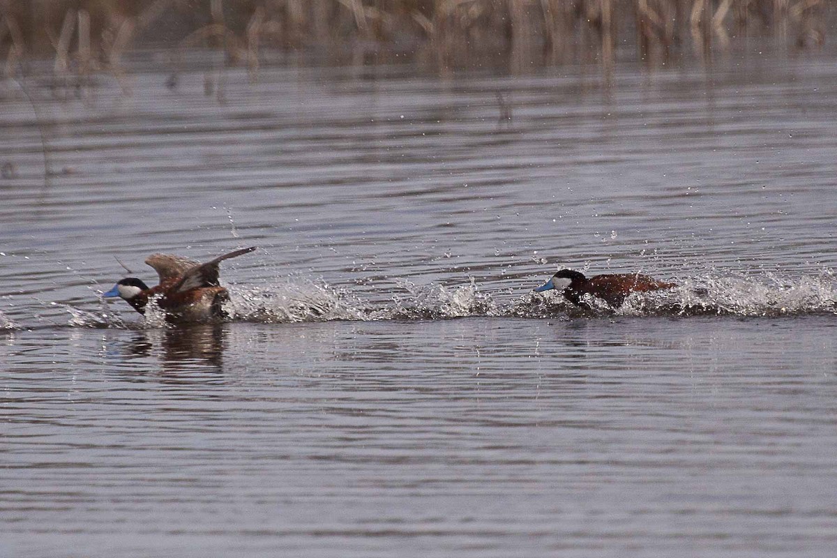 Ruddy Duck - Gary Vizniowski