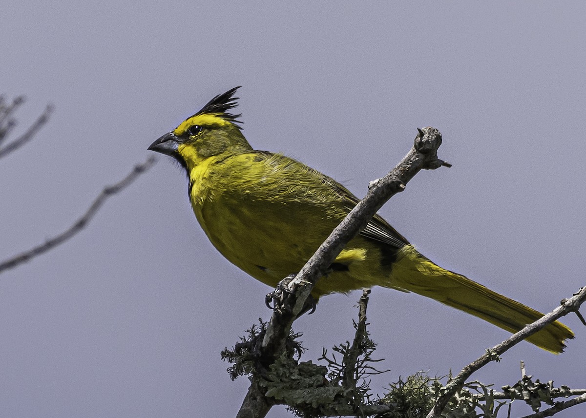 Yellow Cardinal - Amed Hernández