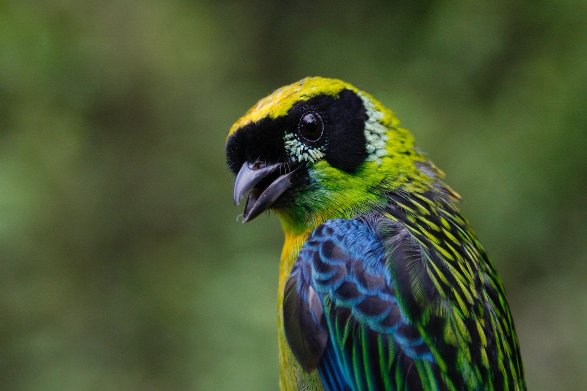 Green-and-gold Tanager - Oscar Johnson