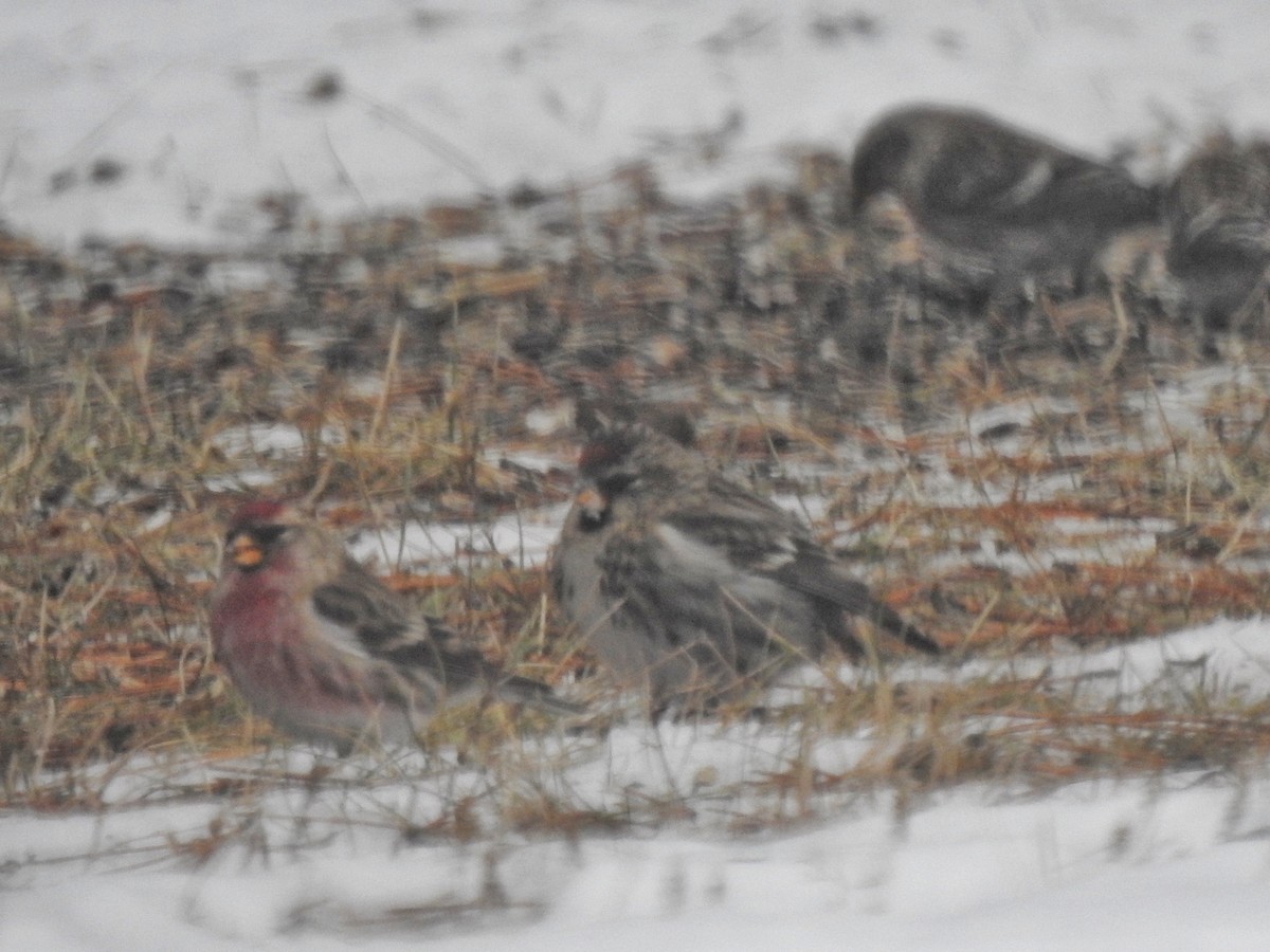 Common Redpoll (rostrata/islandica) - Bill Greaves