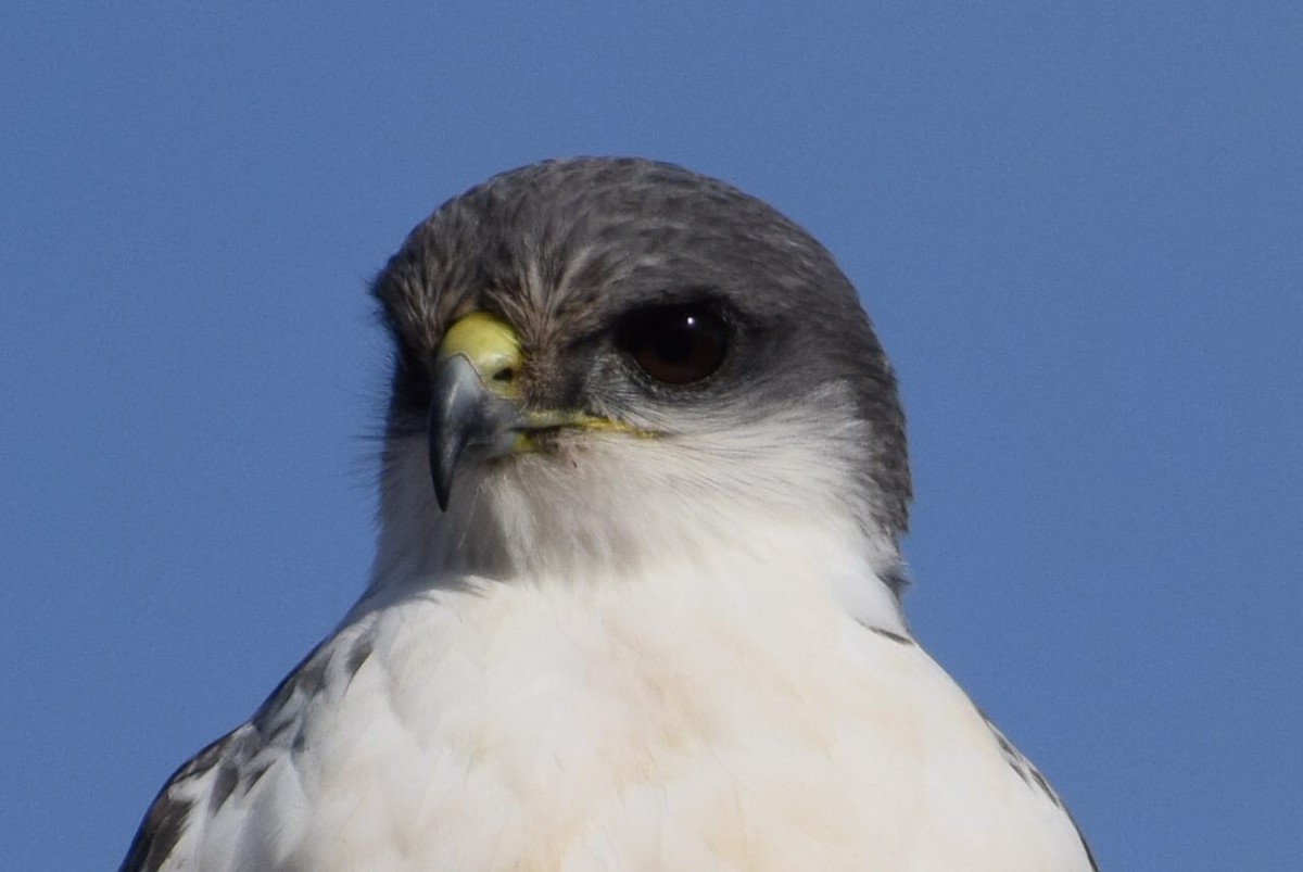 Variable Hawk - ML28628911