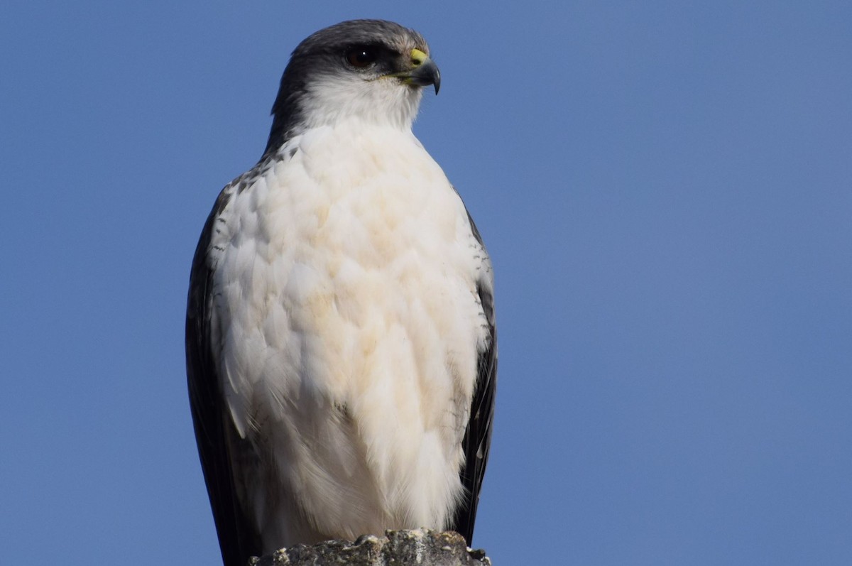 Variable Hawk - ML28628921