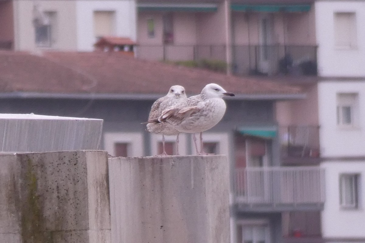 Caspian Gull - Joseba Amenabar