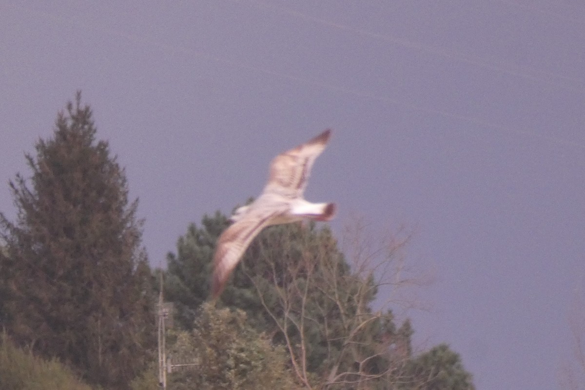 Caspian Gull - ML286290211