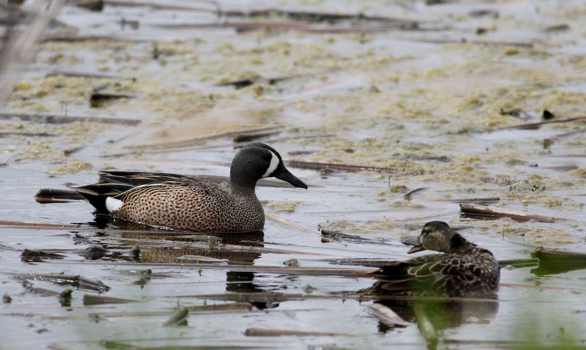 Blue-winged Teal - Jay McGowan