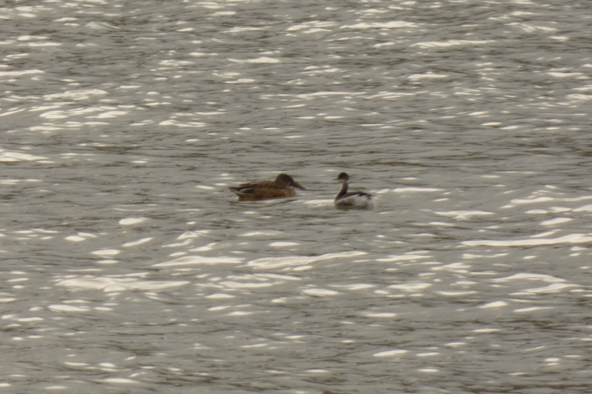 Eared Grebe - Joseba Amenabar