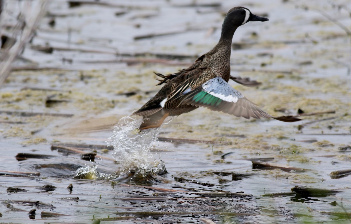 Blue-winged Teal - ML28629101