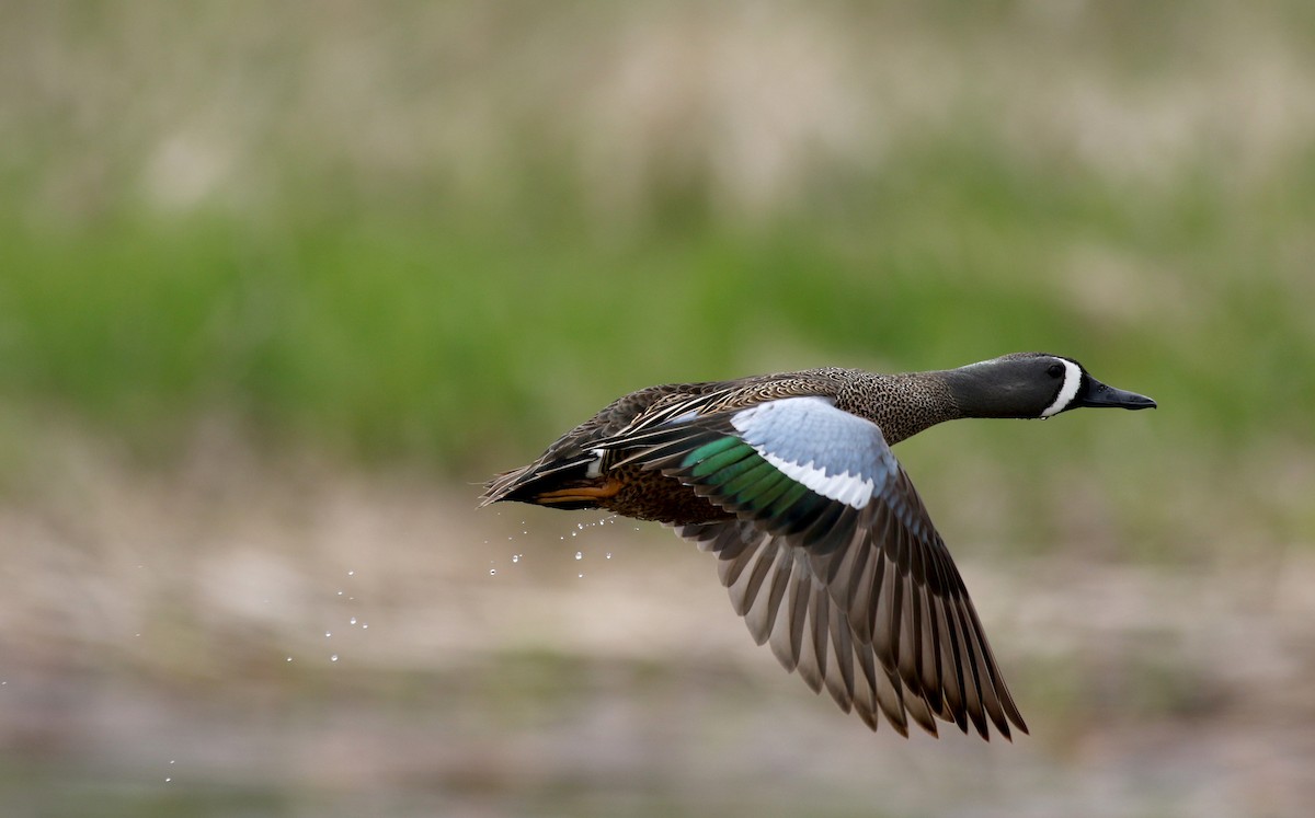 Blue-winged Teal - Jay McGowan