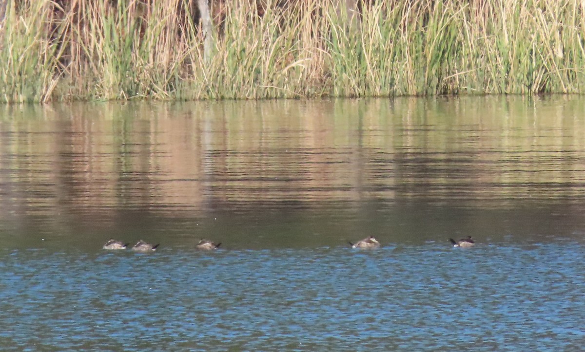 Ruddy Duck - ML286296901