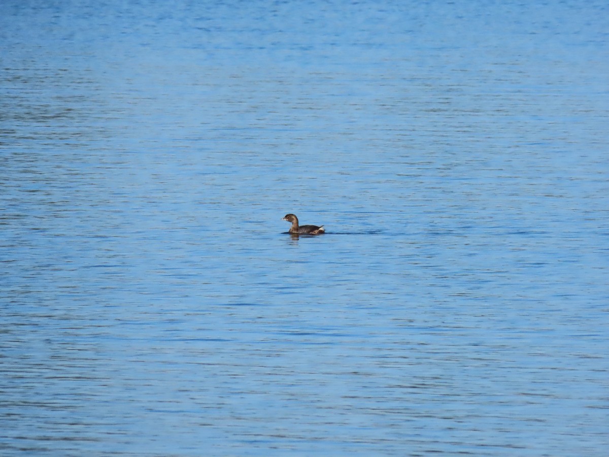 Pied-billed Grebe - ML286297281