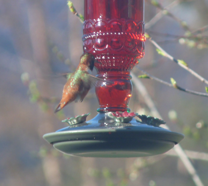 Colibrí (Selasphorus) sp. - ML286298161