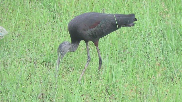 ibis hnědý - ML286298881