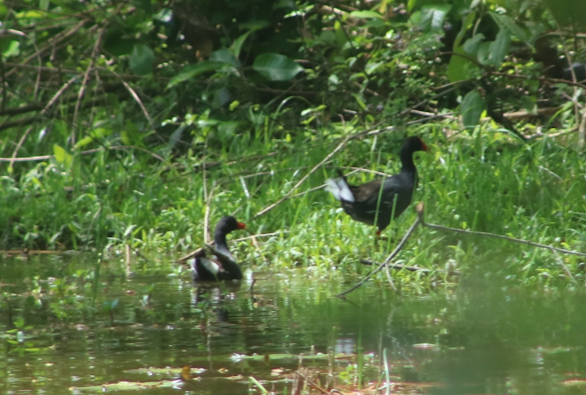 Common Gallinule - Jaguos por el territorio