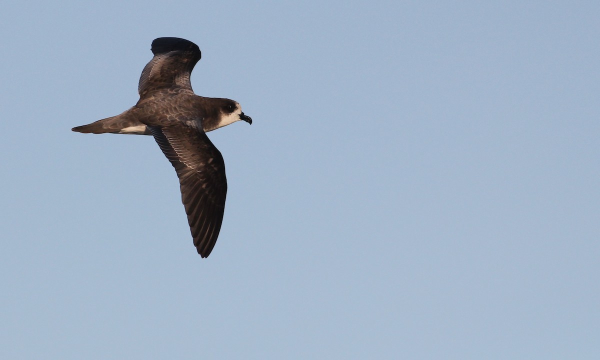 Petrel de las Bonin - ML28629941