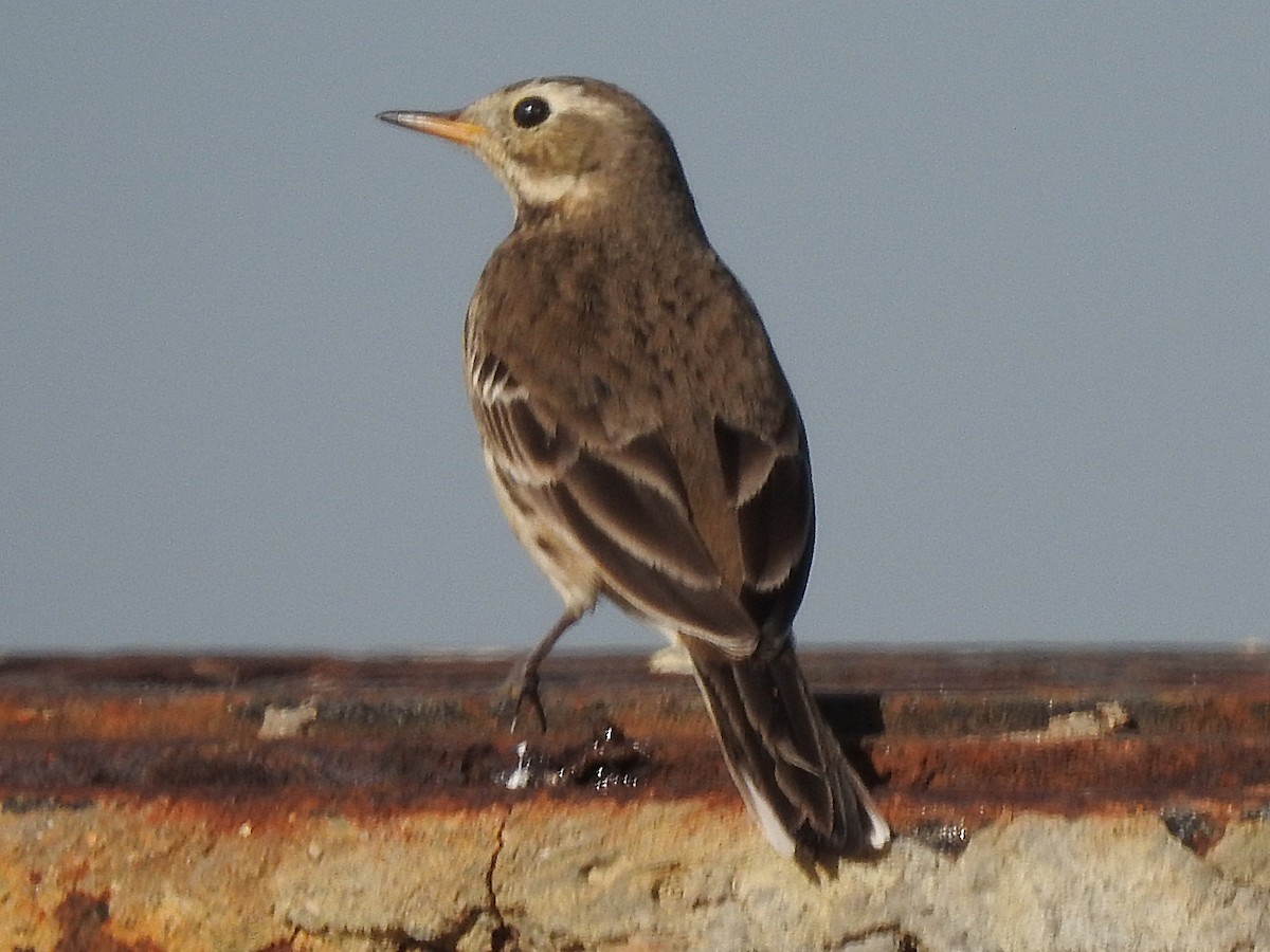 American Pipit - Ted Zobeck