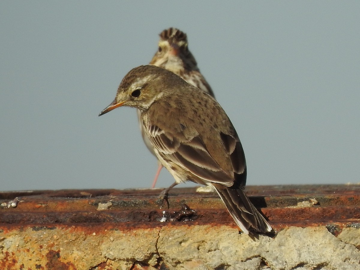 American Pipit - Ted Zobeck