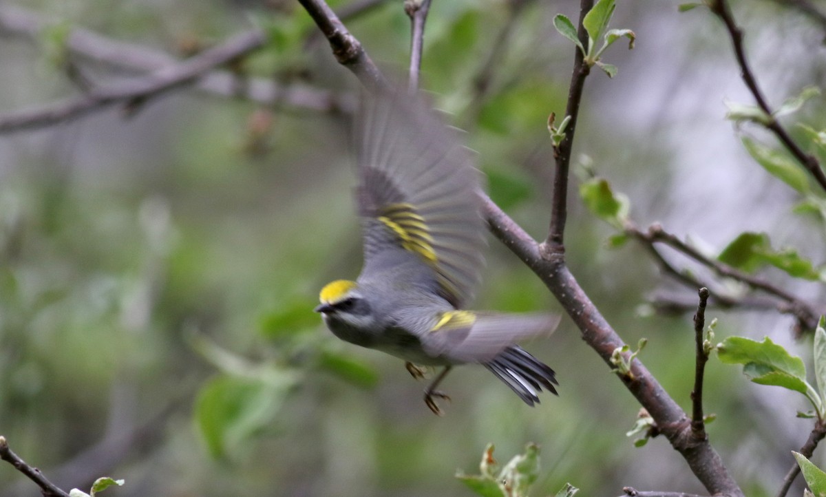 Golden-winged Warbler - ML28630231