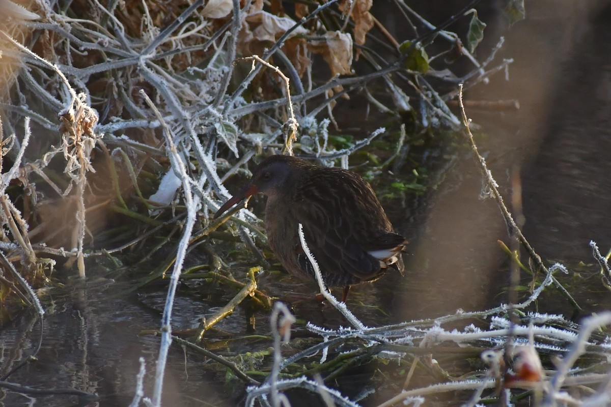 Virginia Rail - ML286302781