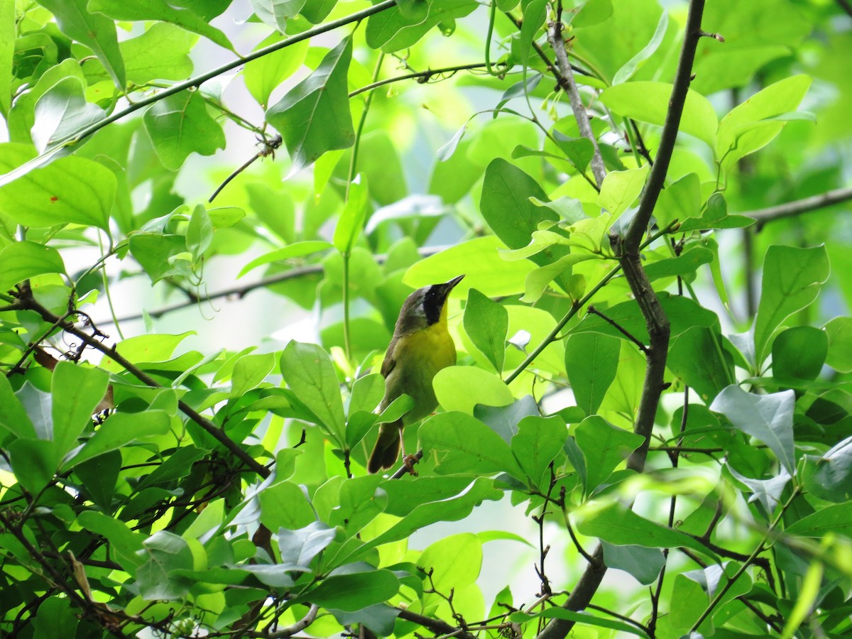 Common Yellowthroat - ML28630461