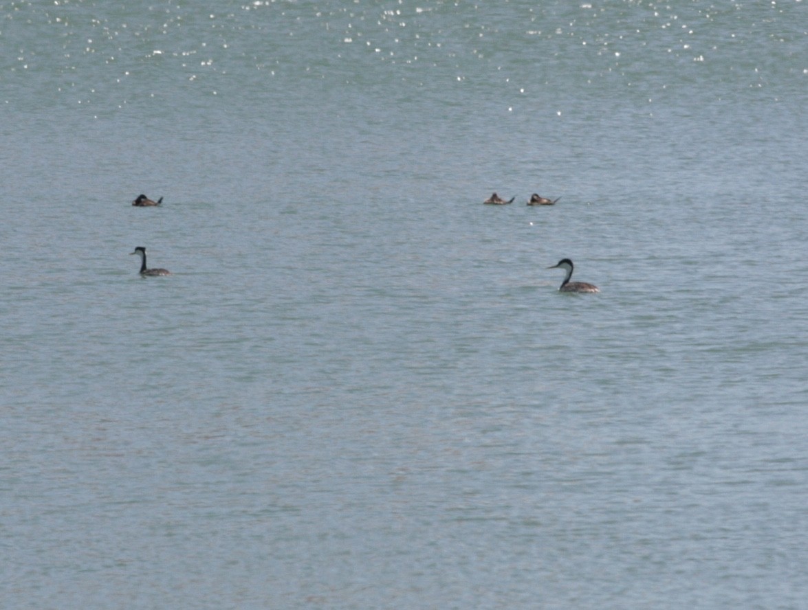 Ruddy Duck - ML28630471