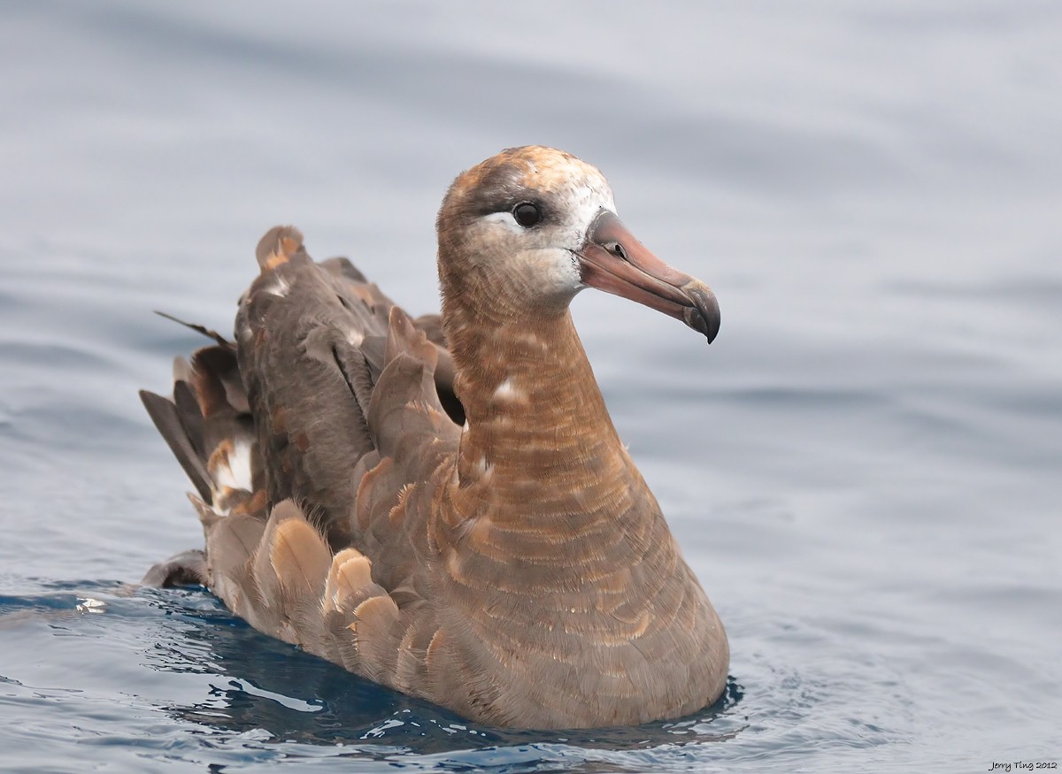 Albatros à pieds noirs - ML286305071