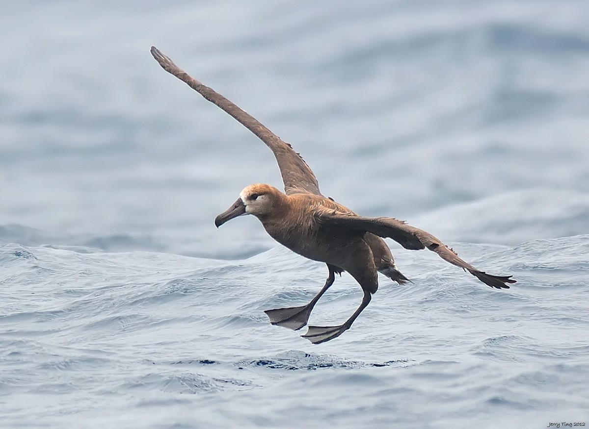 Albatros à pieds noirs - ML286305091