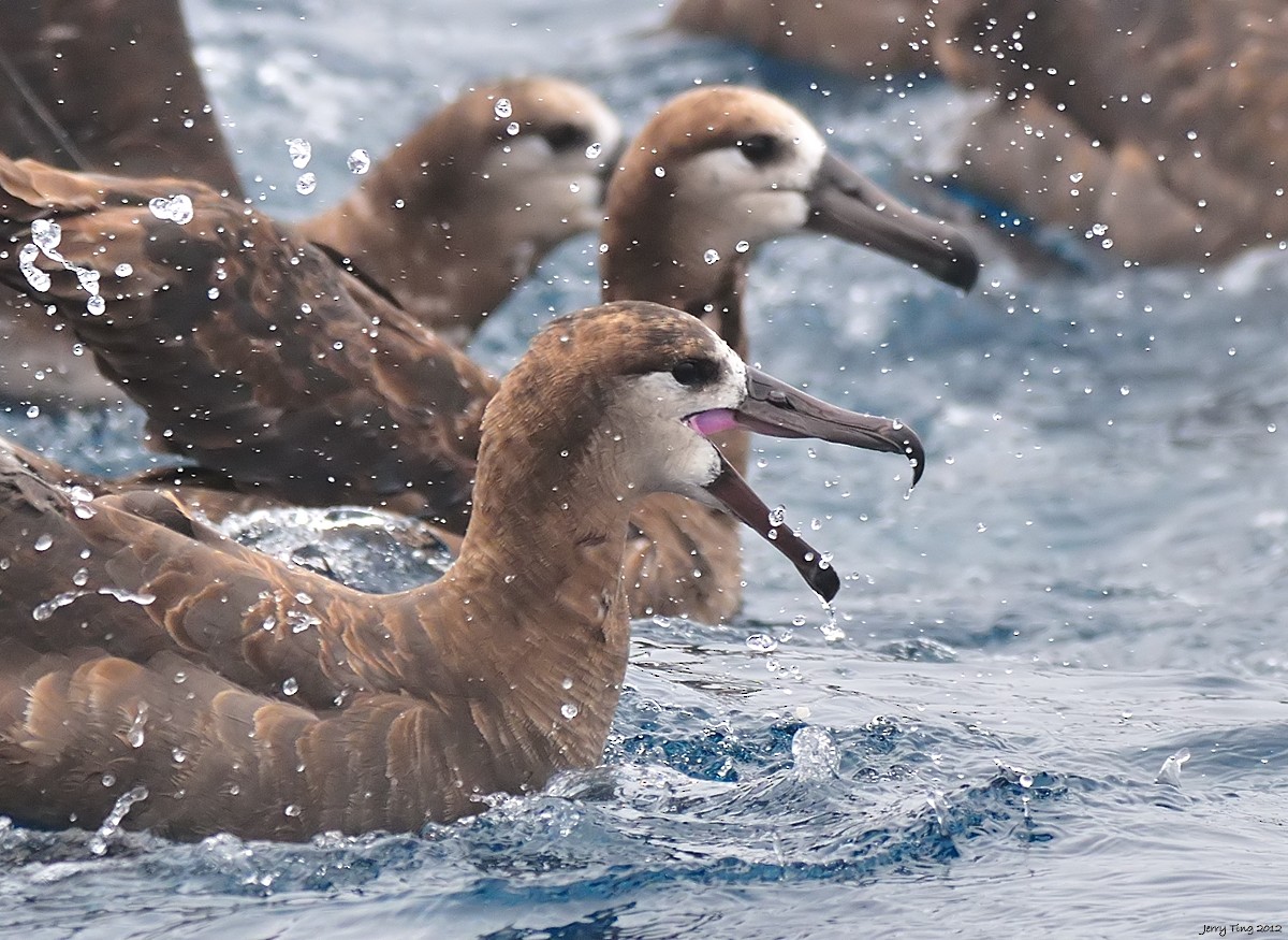 Albatros à pieds noirs - ML286305101