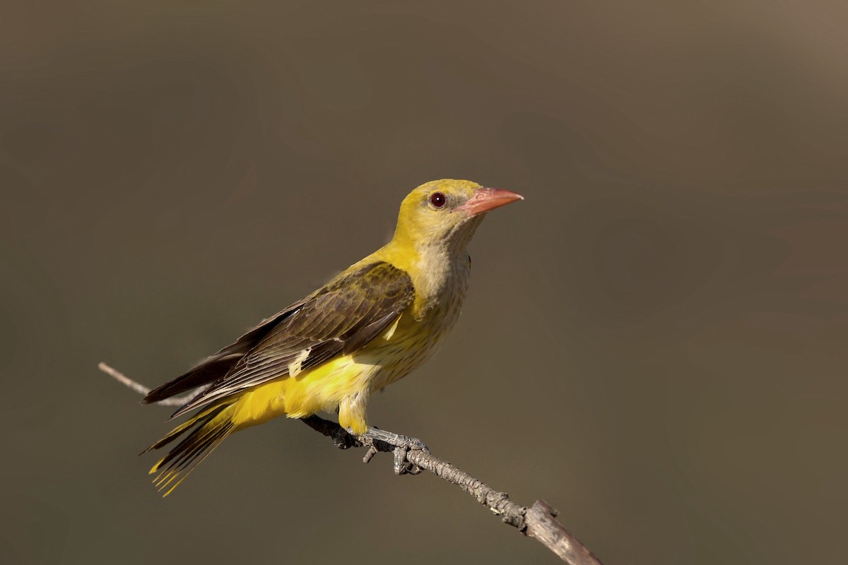 Eurasian Golden Oriole - ML286305471