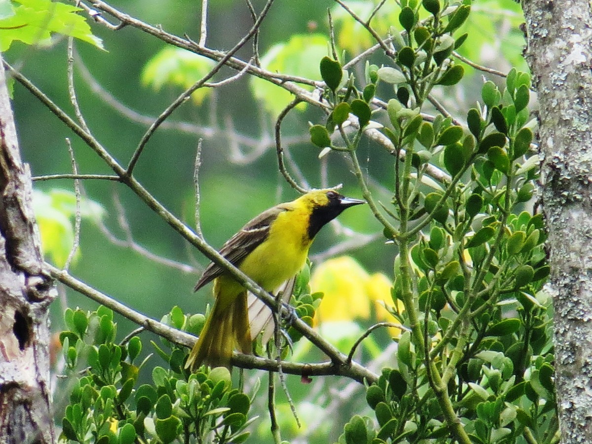 Orchard Oriole - ML28630581