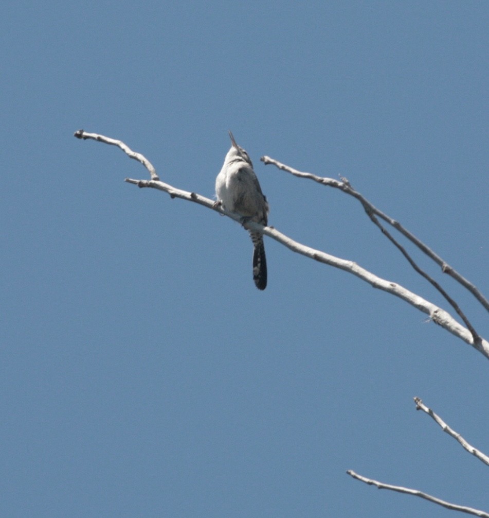 Bewick's Wren - ML28630751