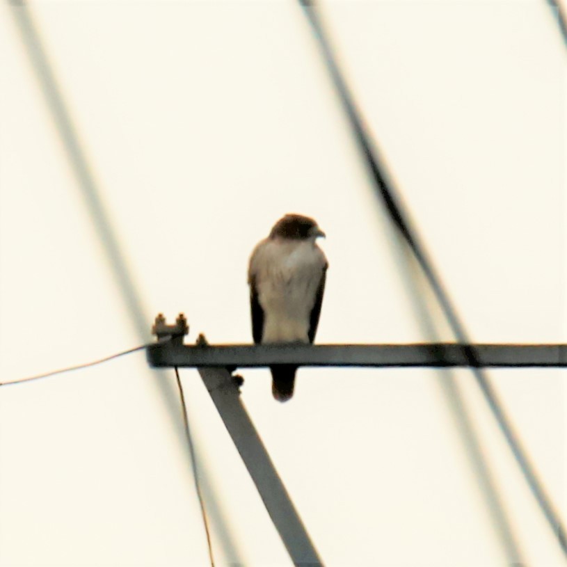 Red-tailed Hawk - ML286307841