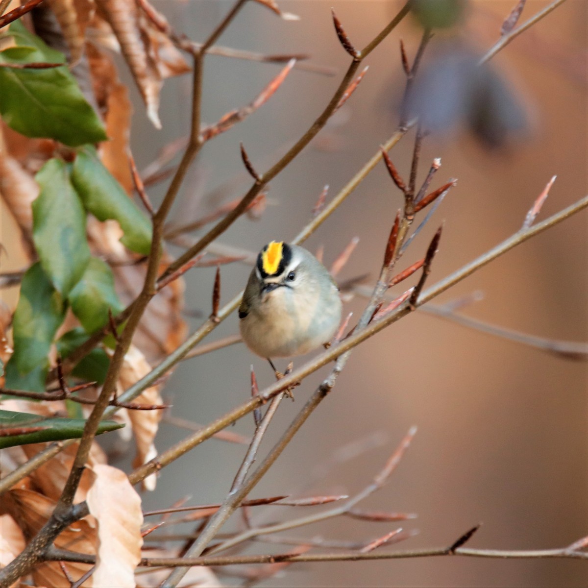 Golden-crowned Kinglet - ML286308001