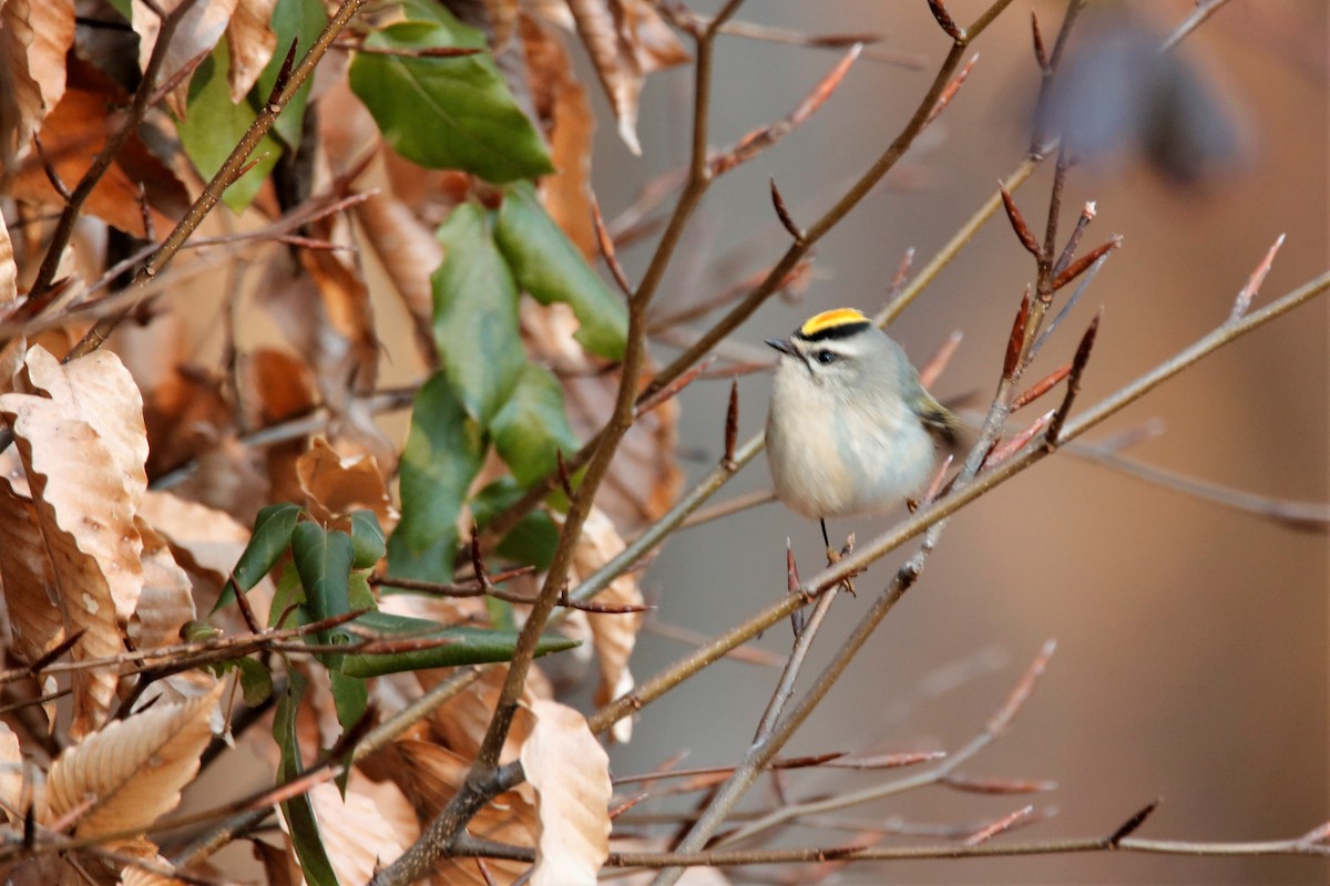 Golden-crowned Kinglet - ML286308011