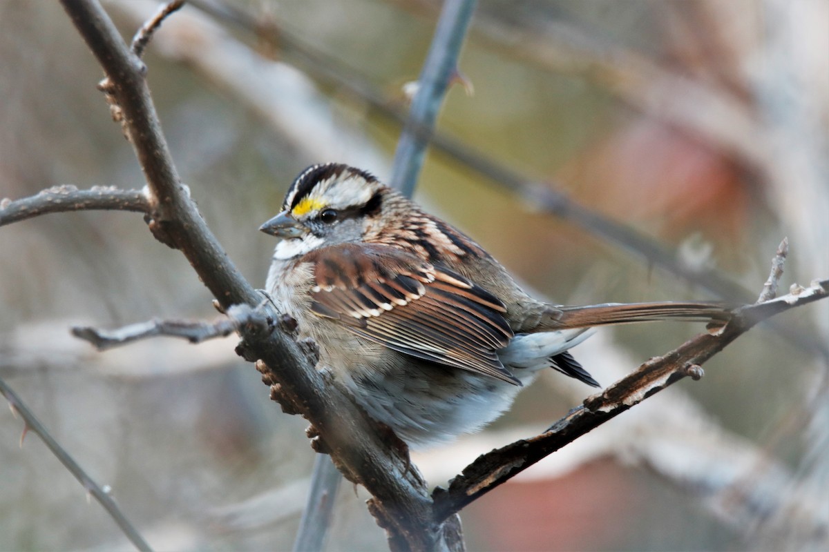 White-throated Sparrow - ML286308061