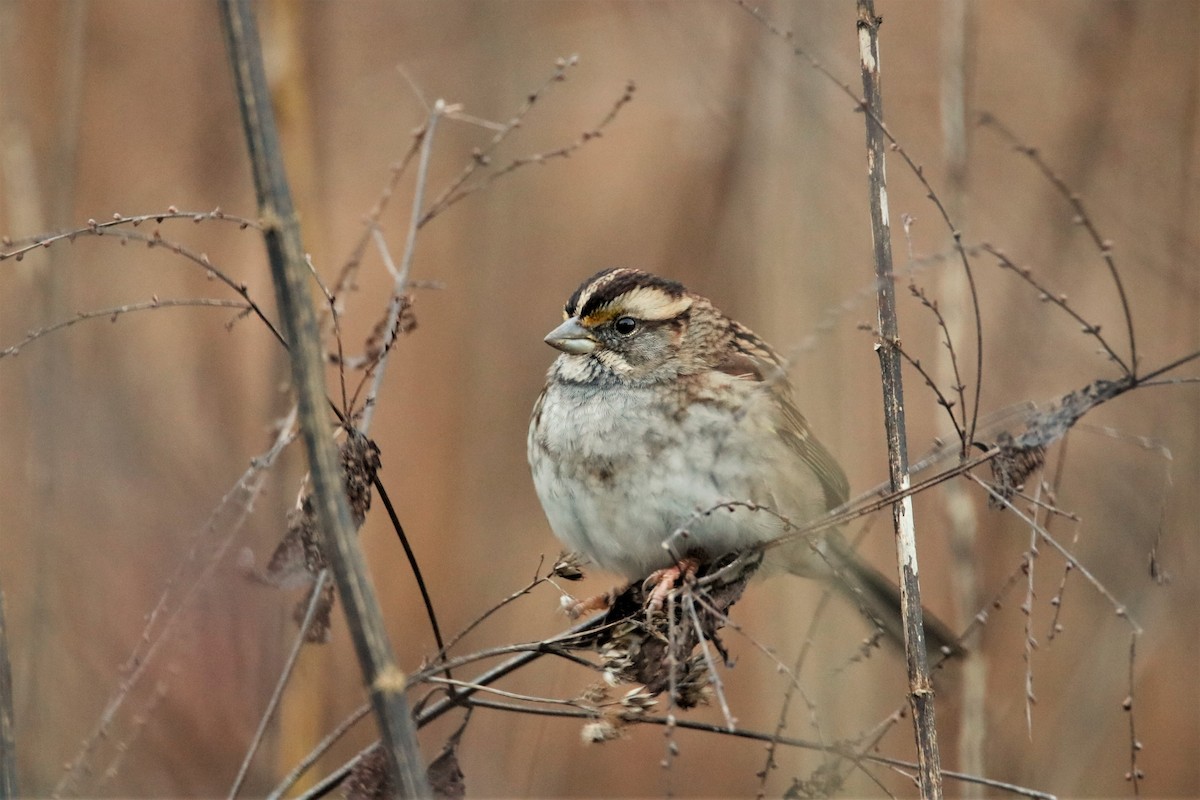 White-throated Sparrow - ML286308071