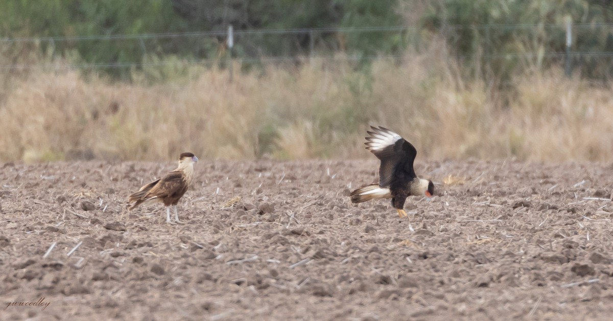 Crested Caracara (Northern) - ML286308801