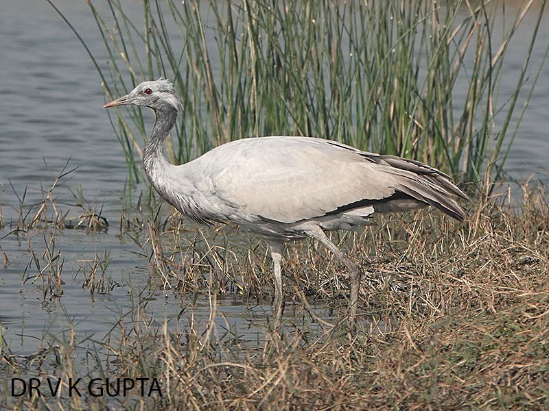 Grulla Damisela - ML286308971