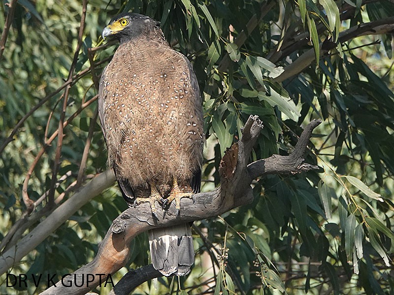 Crested Serpent-Eagle - ML286309131