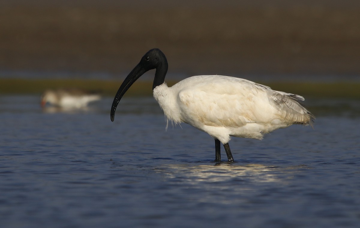 ibis černohlavý - ML286309761