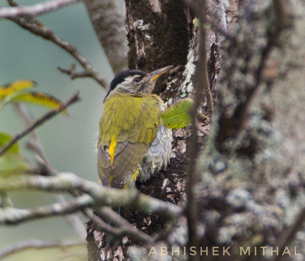 Streak-throated Woodpecker - Abhishek Mithal