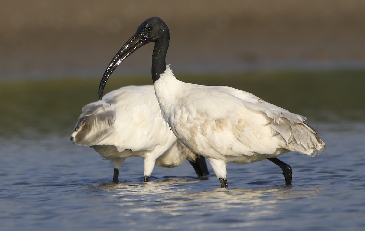 ibis černohlavý - ML286310071