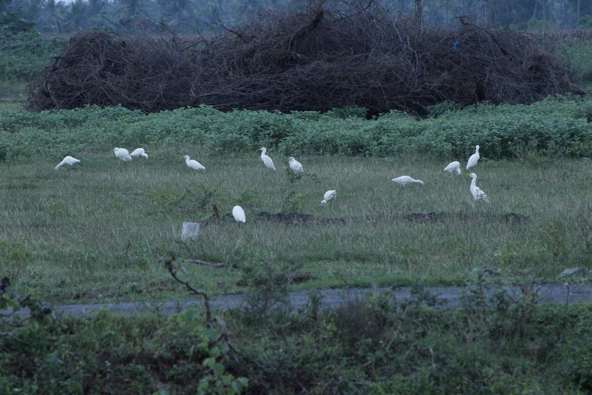 Eastern Cattle-Egret - ML286310601