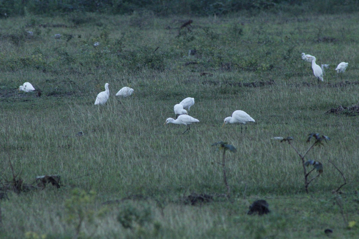 Eastern Cattle-Egret - ML286310611