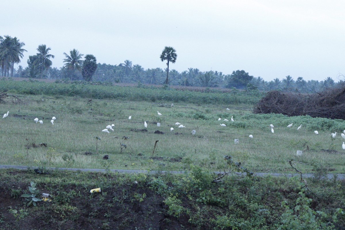 Eastern Cattle-Egret - ML286310621