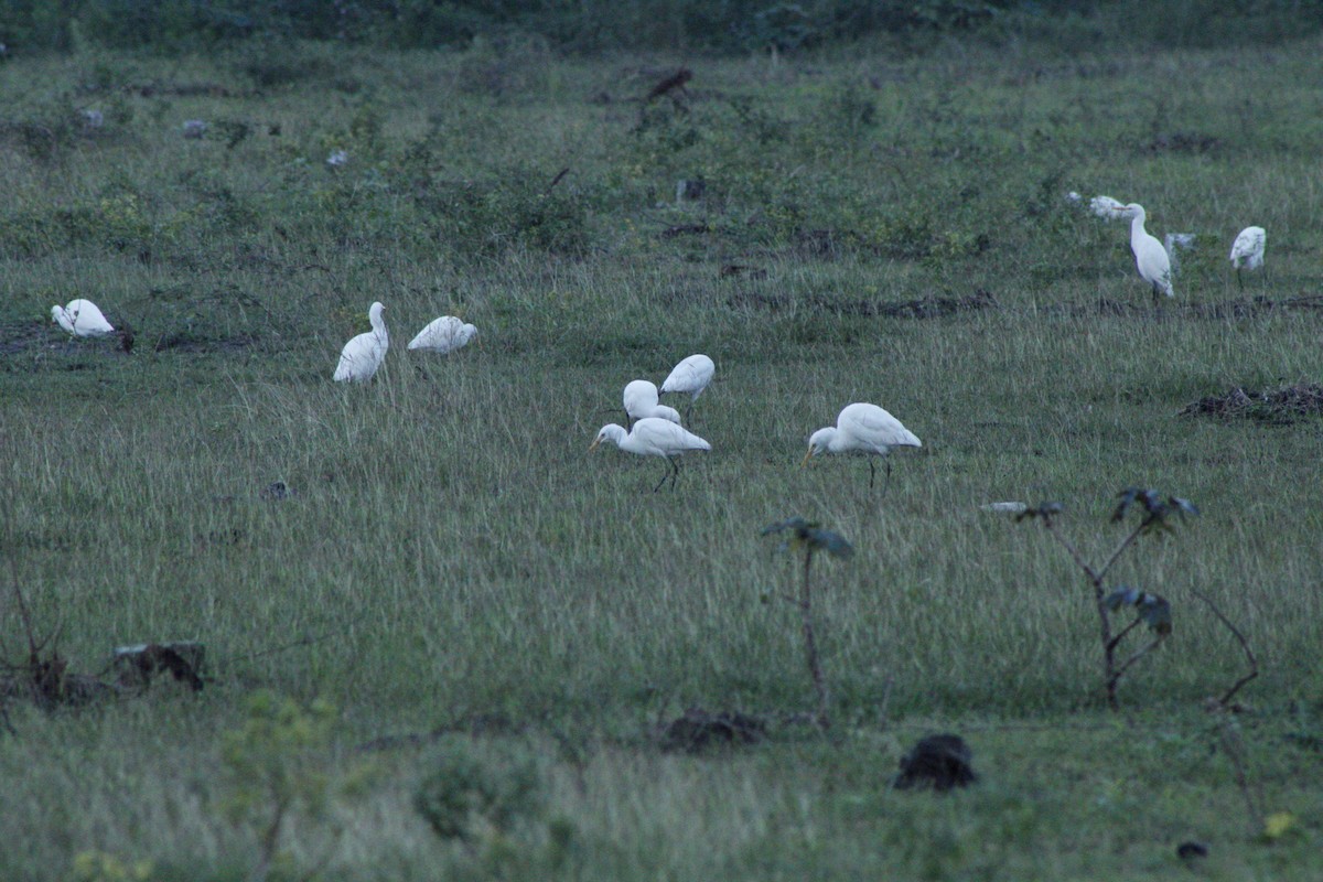 Eastern Cattle-Egret - ML286310651