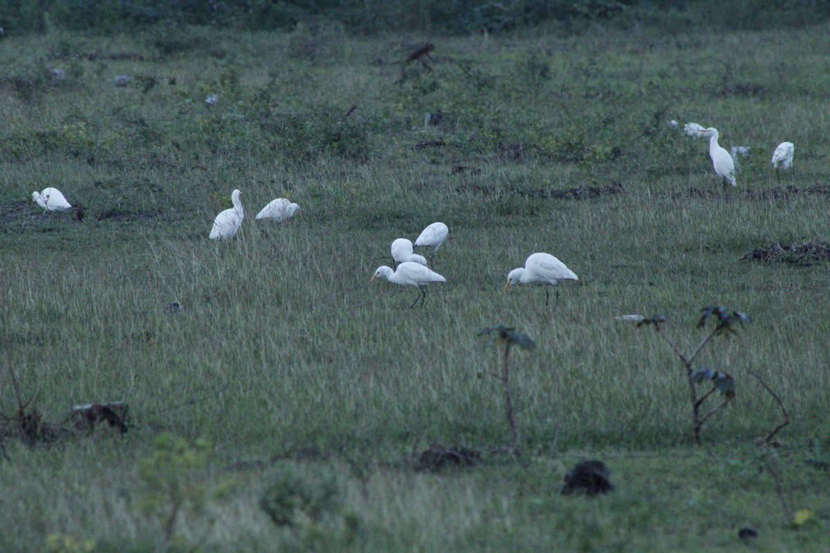 Eastern Cattle-Egret - Vijayasarathy Chinnaiah