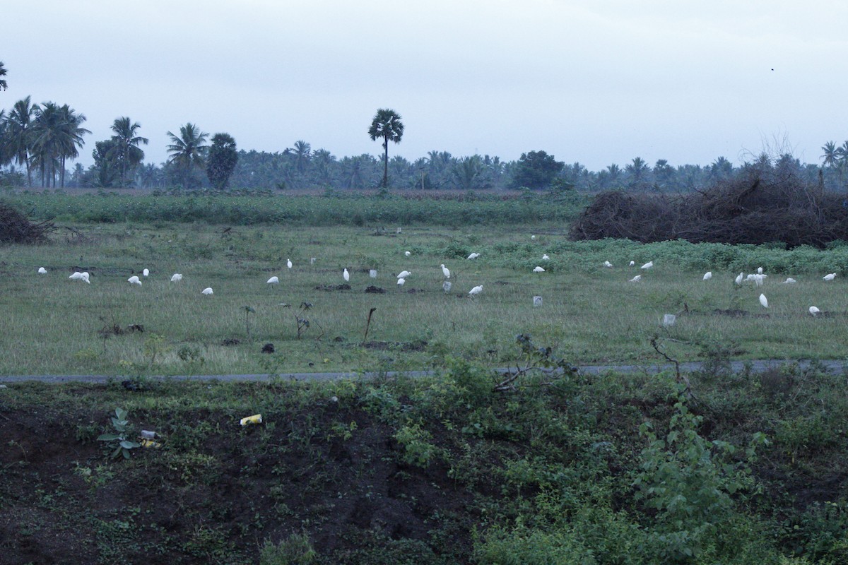 Eastern Cattle-Egret - ML286310661